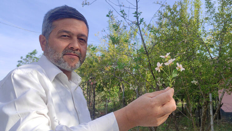 Osmaniye’de meyve ağaçları çiçek açtı