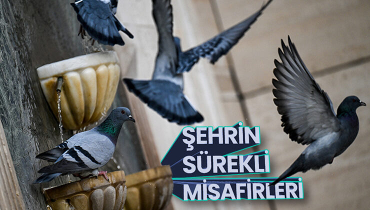 Şehrin sürekli misafirleri güvercinler