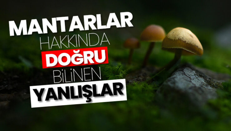 Mantarlar hakkında doğru bilinen yanlışlar