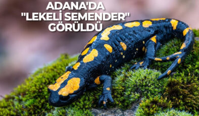 Adana’da nesli tehdit altındaki “lekeli semender” görüldü