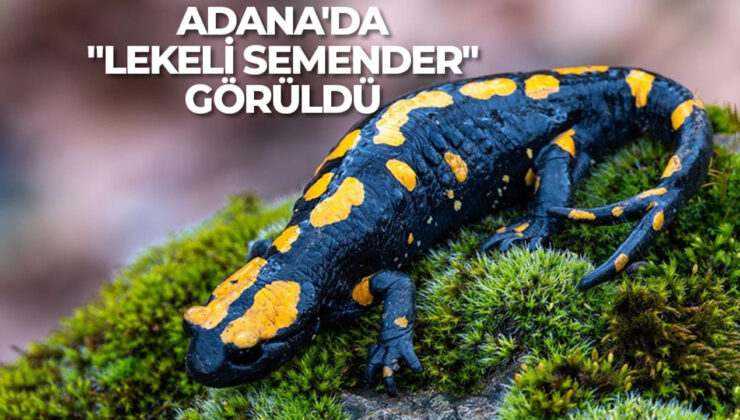 Adana’da nesli tehdit altındaki “lekeli semender” görüldü