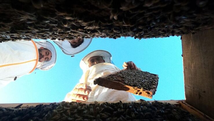 Ağrı’nın yaylalarında “bal mevsimi”