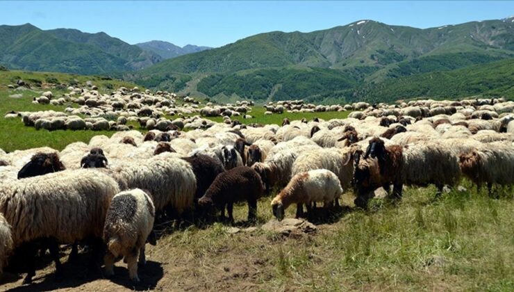 Muş’ta konaklayan göçerler, küçükbaş hayvanlardan süt sağımına başladı
