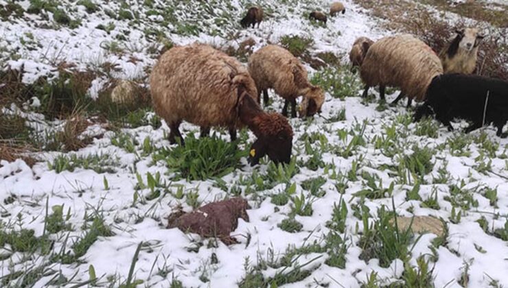 Şırnak’ta kar yağışı