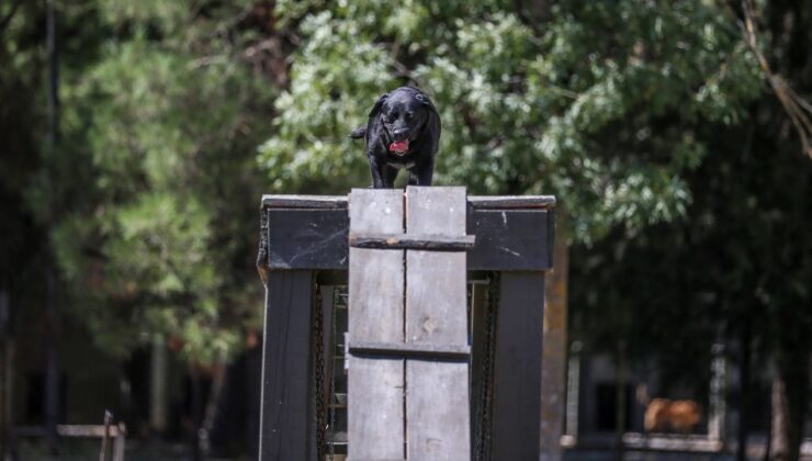 Eğitimli köpeklere entegre edilen uzaktan komuta kontrol sistemi Mehmetçiğin arazideki gözü olacak