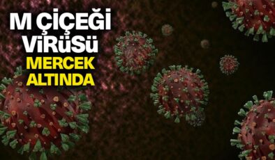 M çiçeği virüsü küresel mercek altında