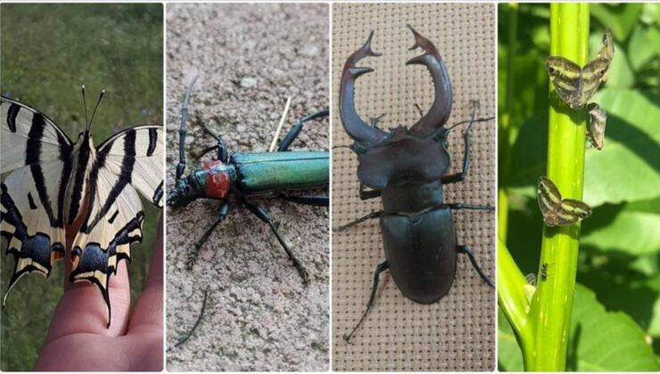 Türkiye’de son yıllarda artan sıcaklık böcek popülasyonunun çoğalmasına neden oluyor