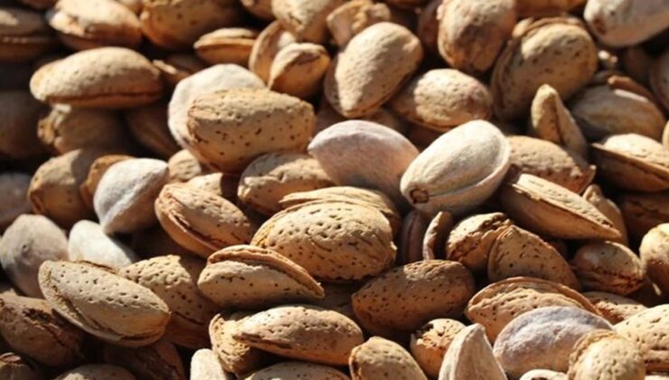 Atıl arazilerin dönüştürüldüğü badem bahçelerinde hasat zamanı