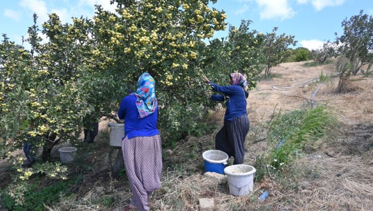 Hatay’da üretilen alıcın hasadına başlandı