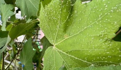 İzmir’de yaşayanlar sıcak ve nemle artan beyaz sinekten şikayetçi