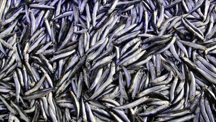 Kota kararı Karadeniz’de hamsi varlığının devamına katkı sağlayacak
