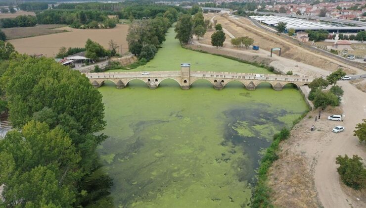 Tunca Nehri’ni “yeşile boyayan” yosun ve su mercimeklerinin yayılımı arttı