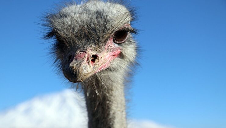 Ağrı’da deve kuşu yetiştiriciliği