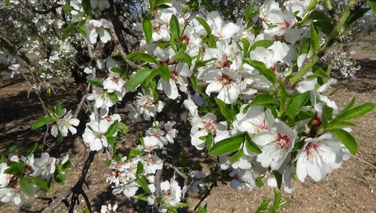 Mersin’de badem ağaçları çiçek açtı