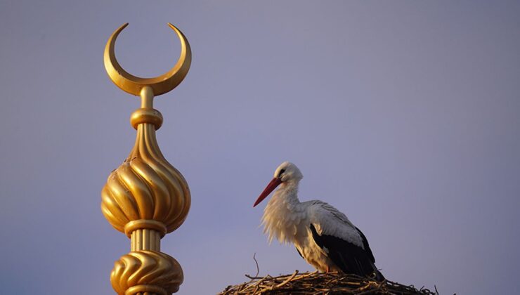 Bayburt’taki yuvasından 23 yıl sonra ayrılan “Vefalı” leylek geri döndü