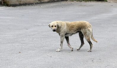 Erzurum’da ekmek almaya giderken sahipsiz köpeklerin saldırdığı çocuk ağır yaralandı