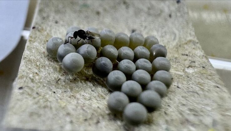 Giresun’da kahverengi kokarca zararlısına karşı üretilen samuray arı sayısı 220 bini geçti