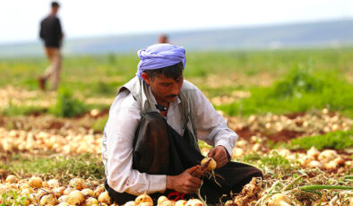 Hatay’da turfanda soğan hasadına başlandı