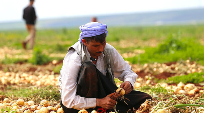 Hatay’da turfanda soğan hasadına başlandı