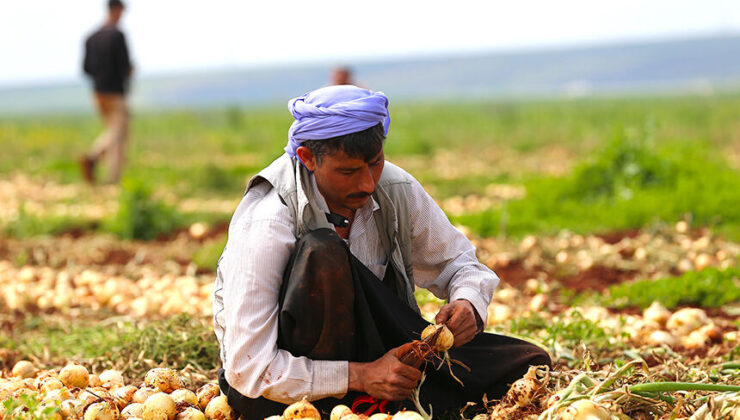 Hatay’da turfanda soğan hasadına başlandı