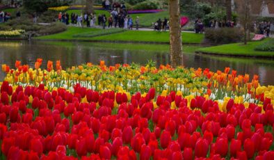 Hollanda’da dünyanın en büyük lale bahçelerinden Keukenhof, 77’inci kez ziyarete açıldı