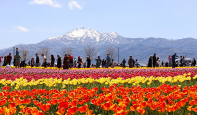 Karaman lale tarlalarıyla ziyaretçi çekiyor