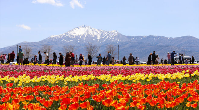 Karaman lale tarlalarıyla ziyaretçi çekiyor