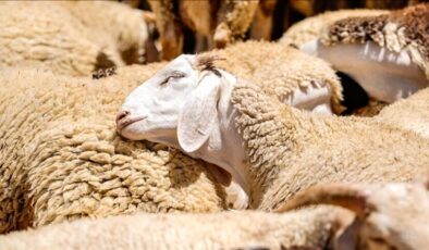 Kurban Hizmetlerinin Uygulanmasına Dair Tebliğ Resmi Gazete’de yayımlandı