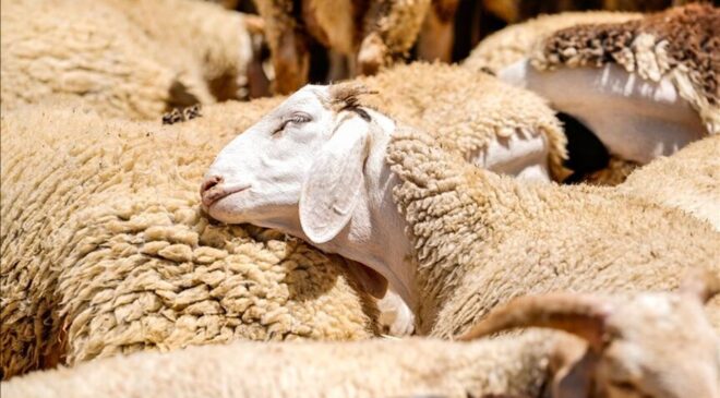 Kurban Hizmetlerinin Uygulanmasına Dair Tebliğ Resmi Gazete’de yayımlandı