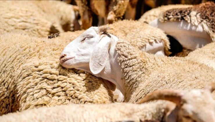 Kurban Hizmetlerinin Uygulanmasına Dair Tebliğ Resmi Gazete’de yayımlandı