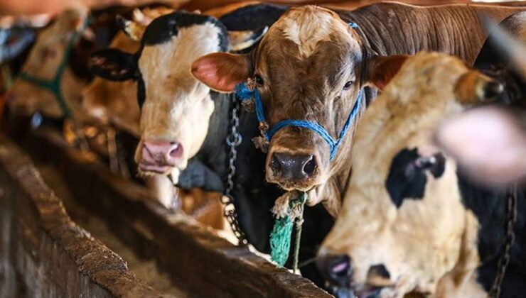 10 soruda vekaletle kurban kesimi