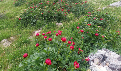 Afyonkarahisar’da koruma altındaki “ayı gülü” çiçek açtı
