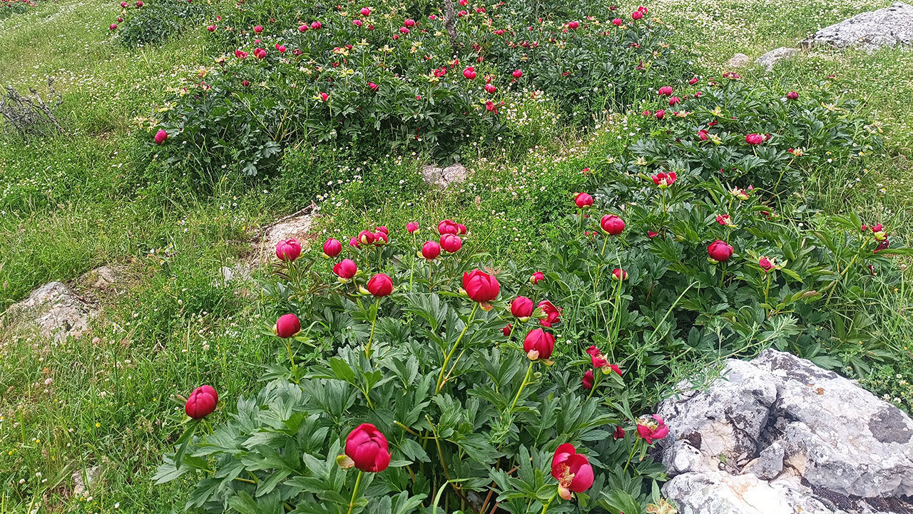 Ayıgülü 11