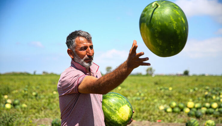 Tescilli Adana karpuzunda hasat bereketi